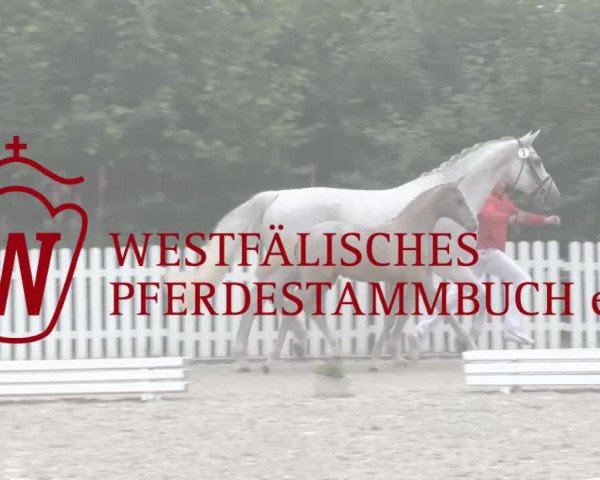 Stuten- und Fohlenschau Münster-Handorf 2018