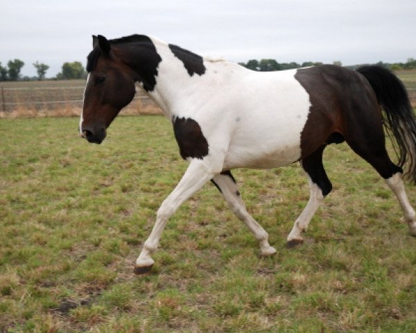 Zuchtstute Nike (PW) (Polnisches Warmblut, 2001, von Ringo)