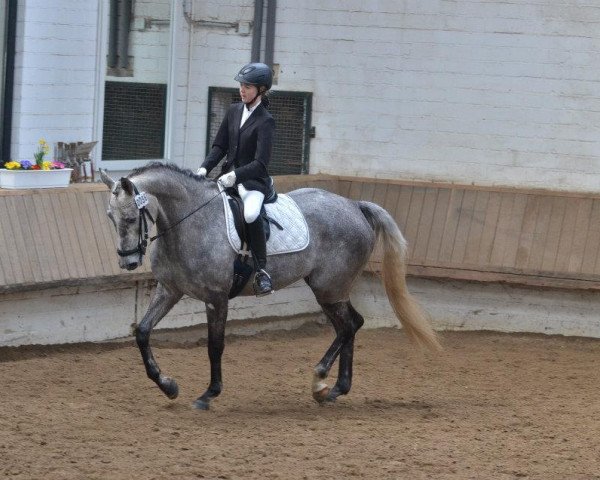 dressage horse Grey 23 (Trakehner, 2006, from Buddenbrock)