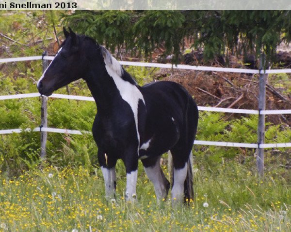 horse Spezia (Finnish Warmblood, 2011, from Samaii)