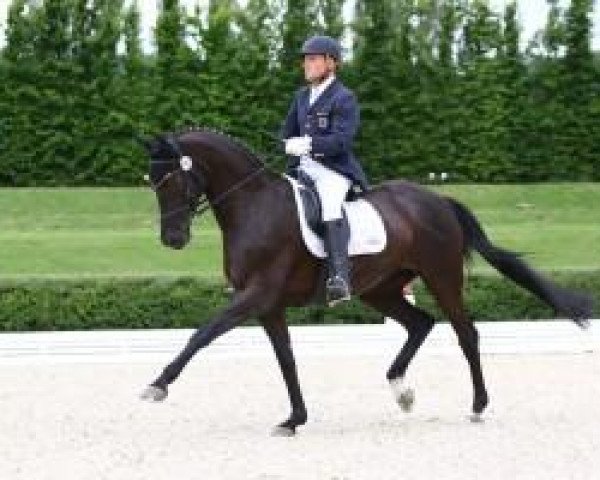 dressage horse Schneekoppe Feel Good (Hanoverian, 2004, from Fürst Heinrich)