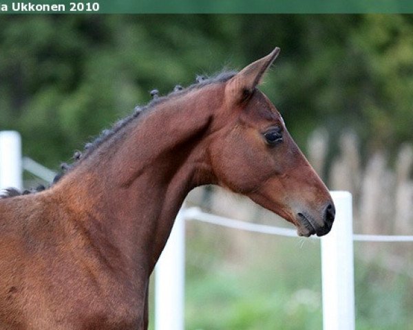 horse Ferraro (Finnish Warmblood, 2010, from First Edition 10)