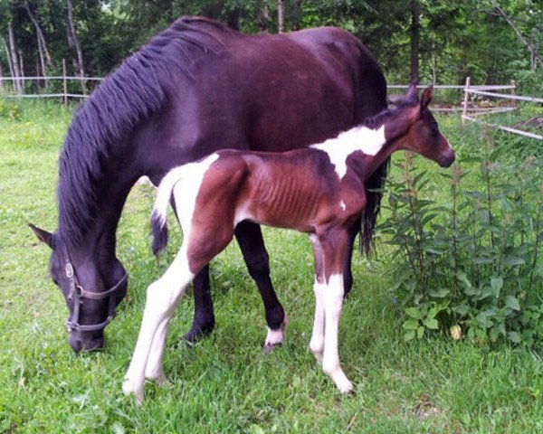 horse Serengeti (Finnish Warmblood, 2012, from Samaii)