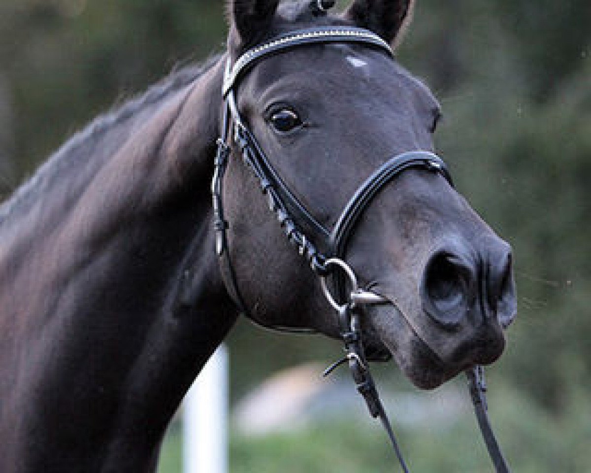 broodmare Atina (Württemberger, 2004, from Acordelli)