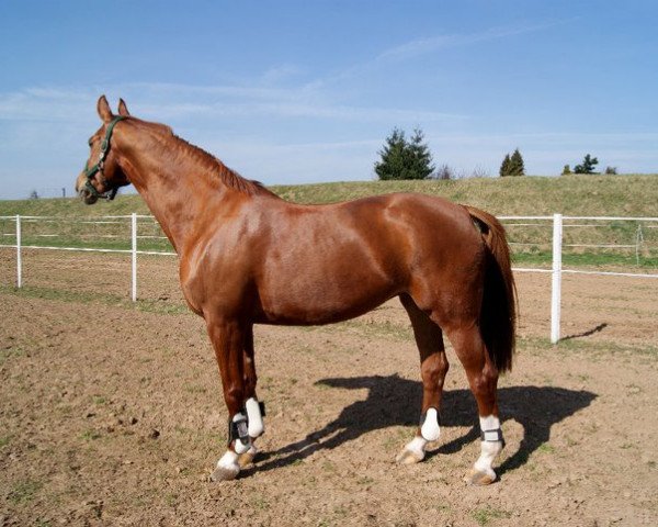 jumper Princess (Westphalian, 1995, from Pit I)