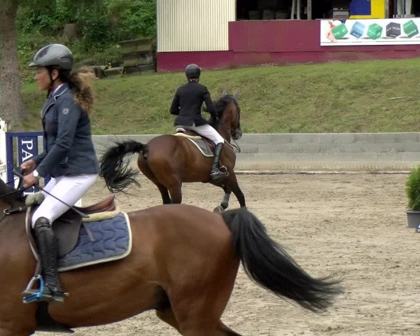Reitturnier Siegen 2021
