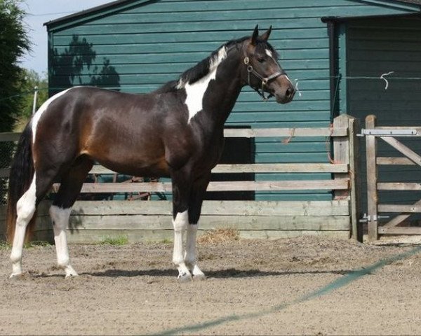 horse Stevie Wonder (Oldenburg, 2009, from Samaii)