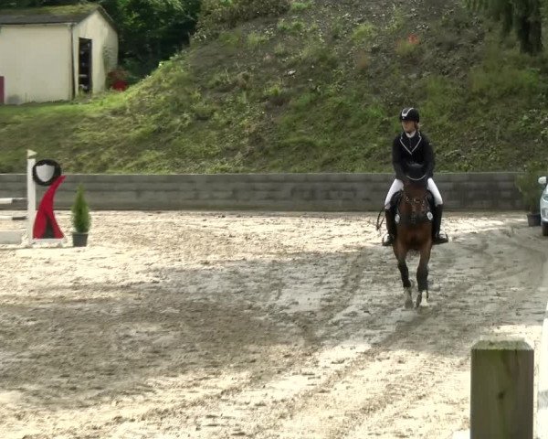Reitturnier Siegen 2021