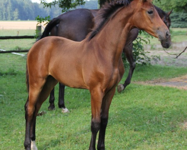 Zuchtstute Stutfohlen von Belissimo M x Laudabilis (Westfale, 2014, von Belissimo NRW)