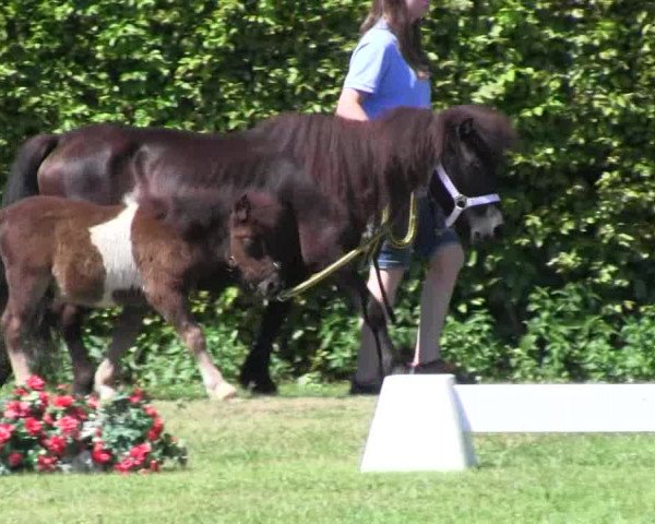 Handorfer-Kleinpferdetag 2018