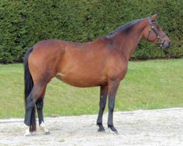 broodmare Nabraska (Trakehner, 2001, from Tambour)