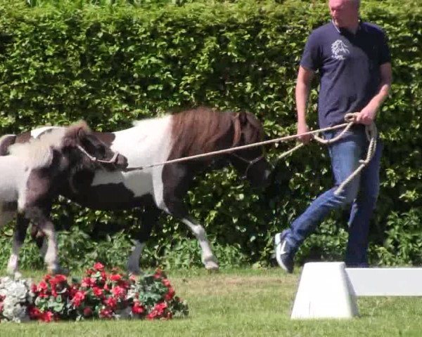 Handorfer-Kleinpferdetag 2018