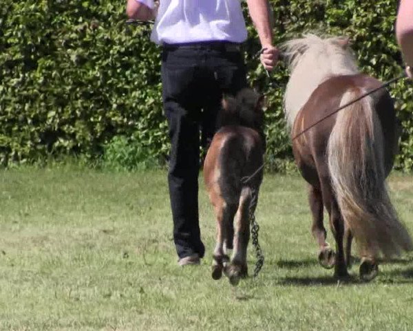 Handorfer-Kleinpferdetag 2018