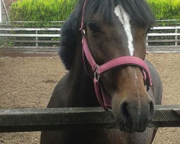broodmare Bella (Welsh-Pony (Section B), 2005, from Blue Stone Swing Boy)