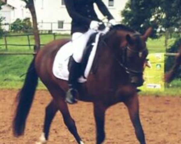 dressage horse Dynastie AT (German Riding Pony, 2009, from Dressman)