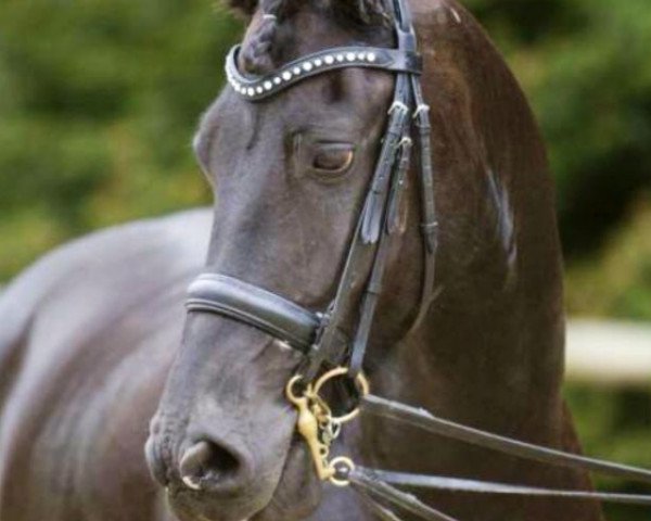 Dressurpferd Obbe Oo. (Friese, 2004, von Folkert 3864)