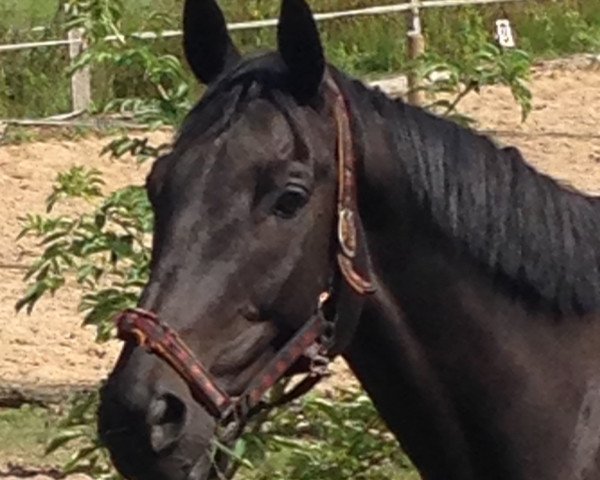Springpferd Loup de Mer 3 (Trakehner, 1998, von Heraldik xx)