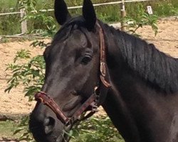 Springpferd Loup de Mer 3 (Trakehner, 1998, von Heraldik xx)