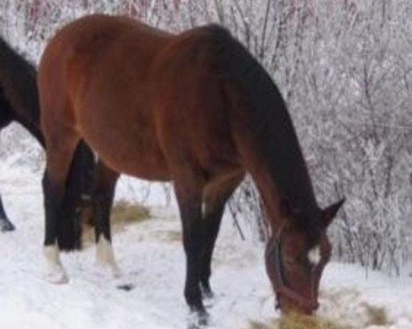 broodmare Luna (Danish Warmblood, 1986, from Faigther)