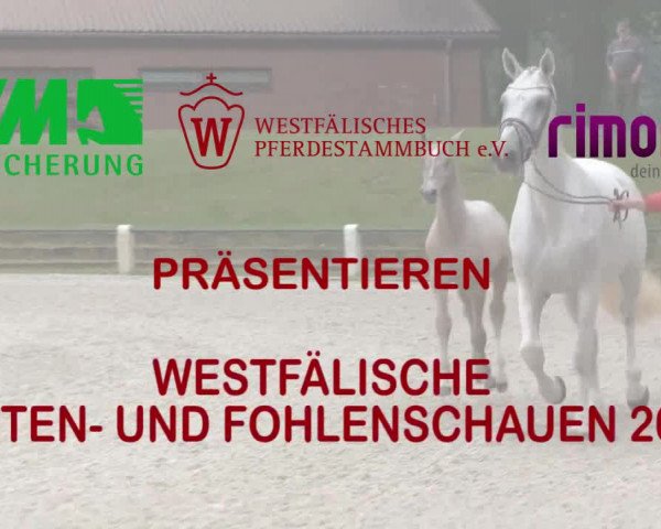 Handorfer-Kleinpferdetag 2018