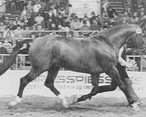 stallion Faigther (Danish Warmblood, 1981, from Racot)