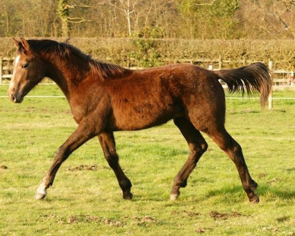 Pferd Hazelwood Rubi Crunch (Großbritannien Warmblut, 2011, von Rubicolor)