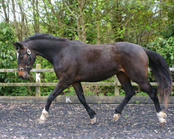 horse Georgie (Oldenburg, 2010, from Samaii)