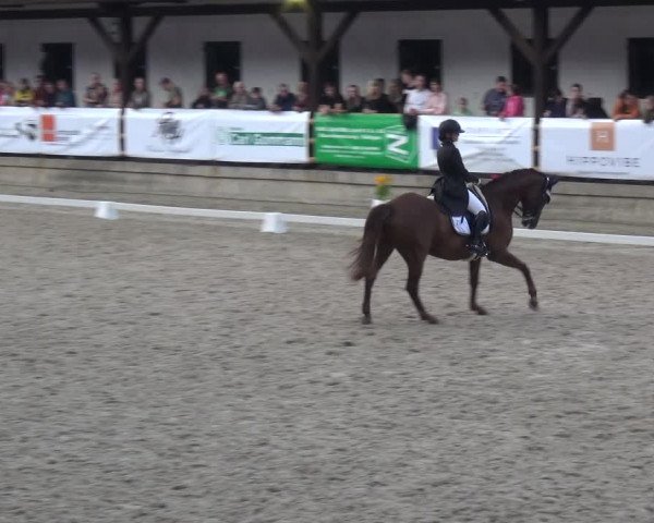Reitsport Festival am Gut Jagenberg - Solingen 2021