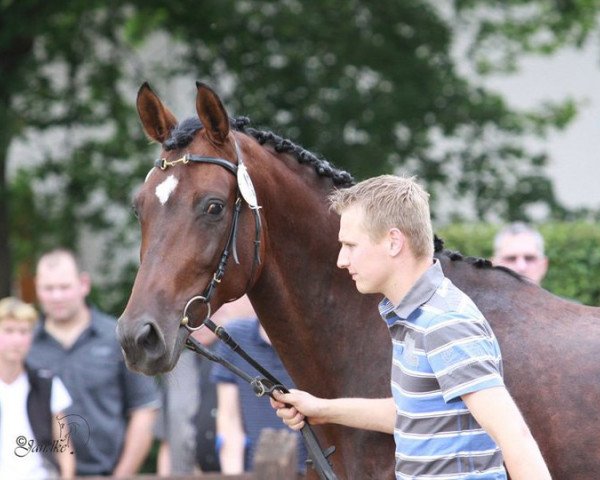 broodmare Fly (Westphalian, 2004, from Ferragamo) broodmare Fly (Westphalian, 2004, from Ferragamo)