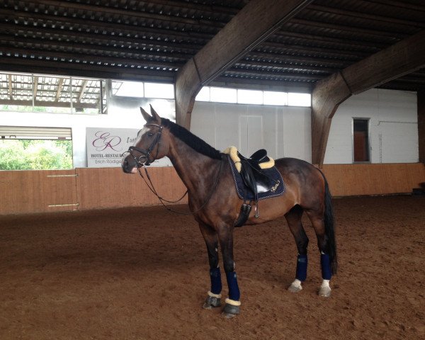 jumper Grangiallo H (Hessian Warmblood, 2004, from Grand Filou)