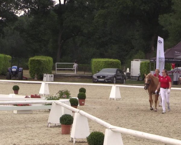 51. Westfälische Eliteschau - Reitpony- und Kleinpferdestuten
