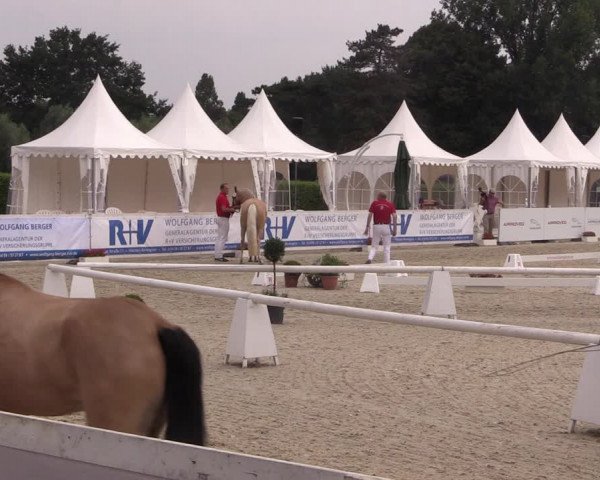 51. Westfälische Eliteschau - Reitpony- und Kleinpferdestuten