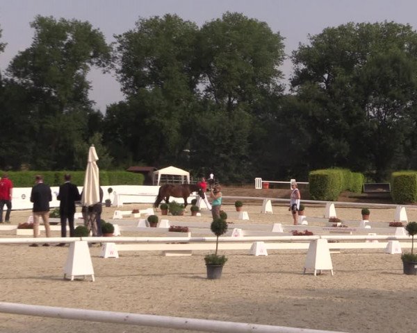 51. Westfälische Eliteschau - Reitpony- und Kleinpferdestuten