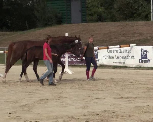 Stuten- und Fohlenschau Hamm-Rhynern 2018