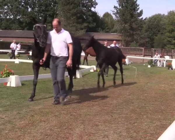 6. Trakehner Landesschau im Zuchtbezirk Westfalen