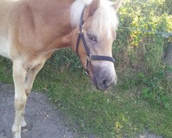 Cavallo Armani (Haflinger, 2014)