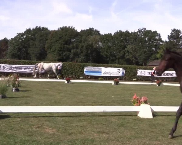 6. Trakehner Landesschau im Zuchtbezirk Westfalen