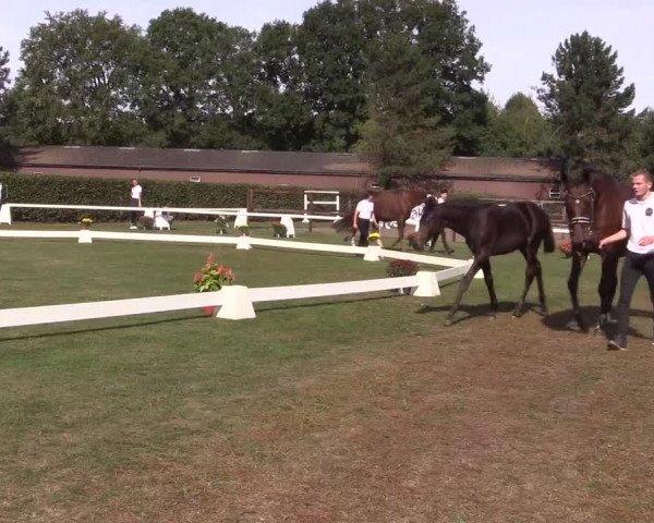 6. Trakehner Landesschau im Zuchtbezirk Westfalen