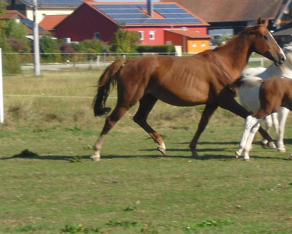 broodmare Rub Livelike (German Warmblood, 2004, from Nebrasco)