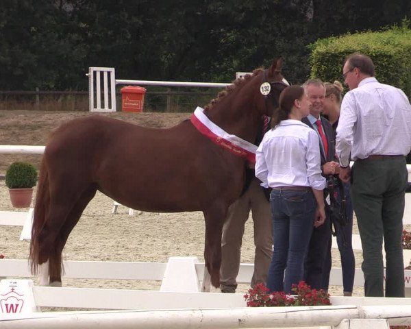 51. Westfälische Eliteschau - Reitpony- und Kleinpferdestuten