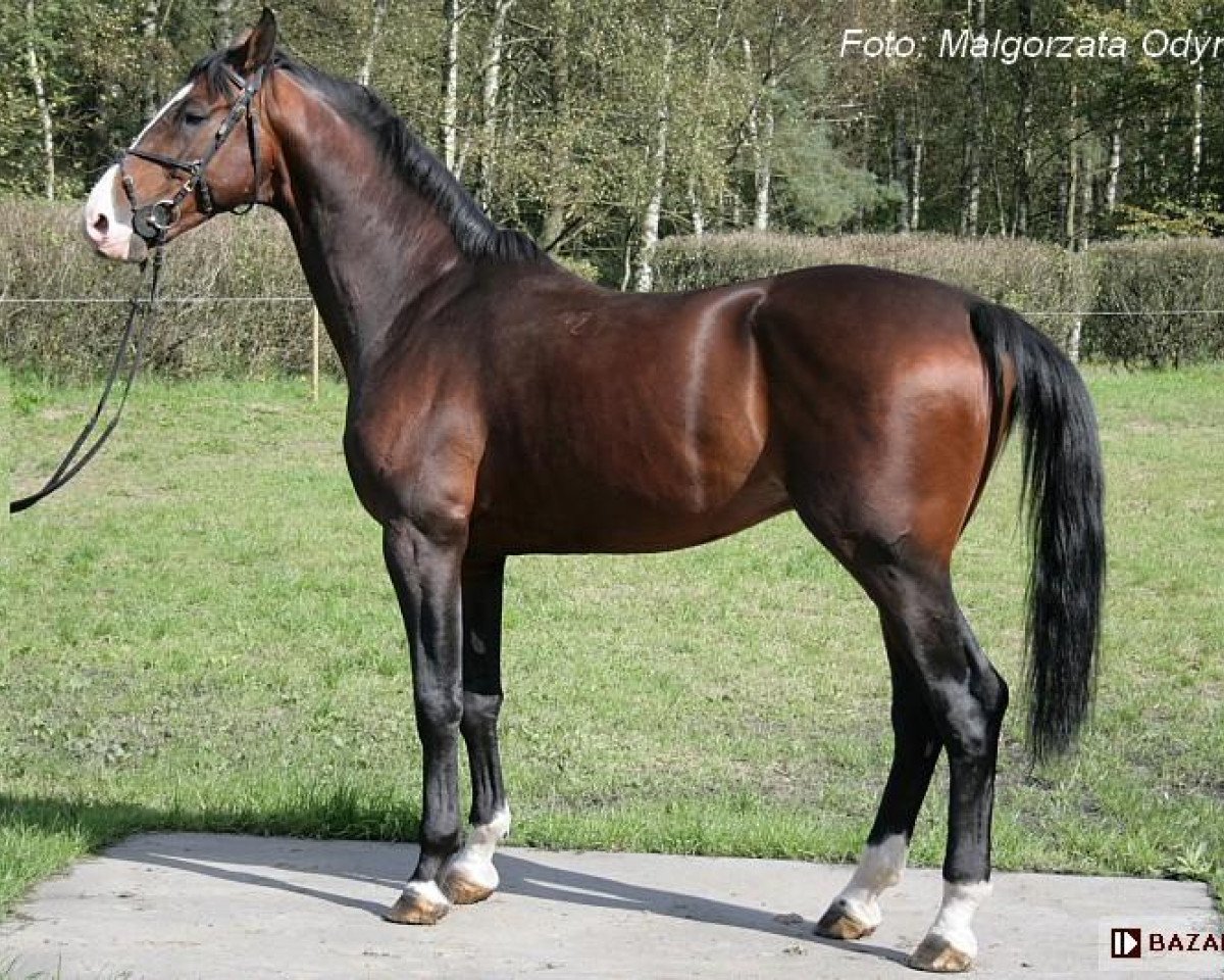 stallion Imbir (polish noble half-breed, 1998, from Czad)