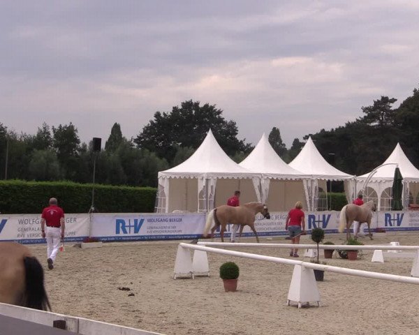 51. Westfälische Eliteschau - Reitpony- und Kleinpferdestuten
