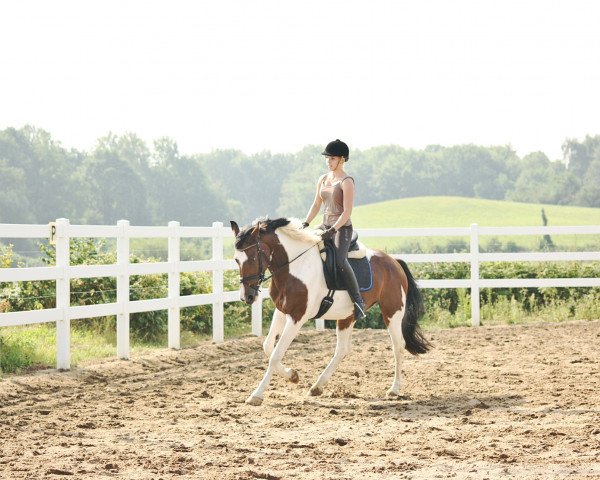 horse O.Indianka (polish noble half-breed, 2007, from Imbir) horse O.Indianka (polish noble half-breed, 2007, from Imbir)