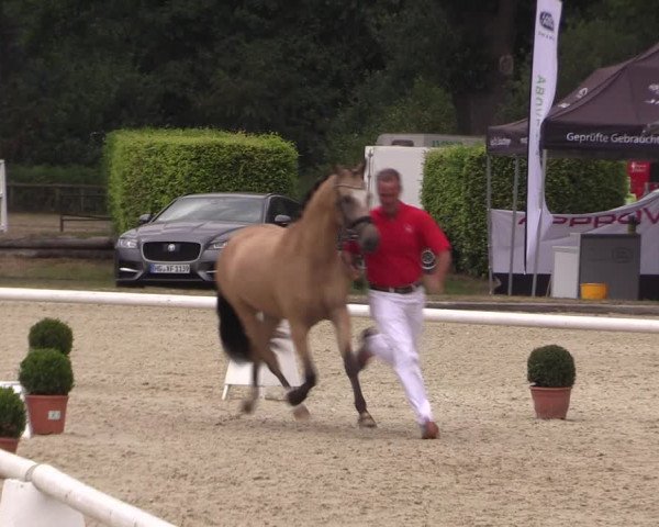 51. Westfälische Eliteschau - Reitpony- und Kleinpferdestuten