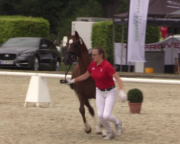51. Westfälische Eliteschau - Reitpony- und Kleinpferdestuten