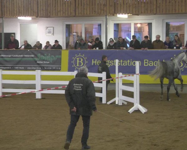 DSP-Freispringchampionat 2018
