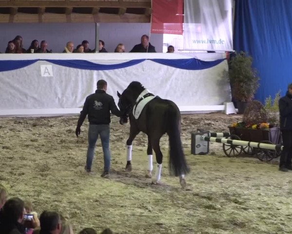 Hengstschau Holkenbrink 2019