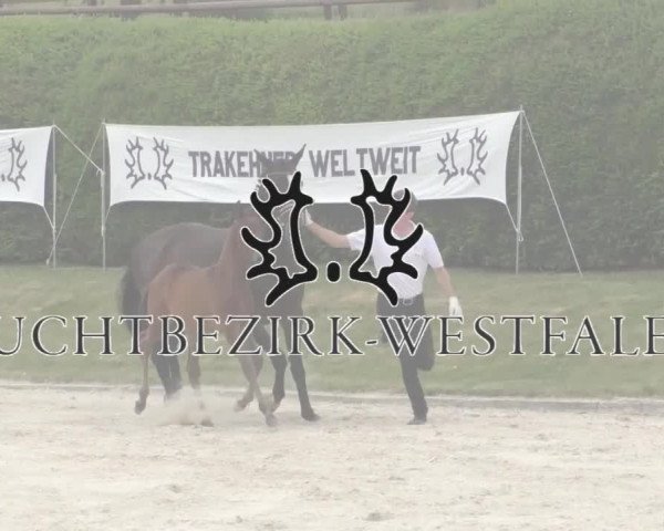 6. Trakehner Landesschau im Zuchtbezirk Westfalen