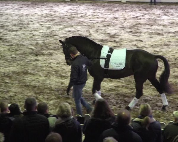 Hengstschau Holkenbrink 2019