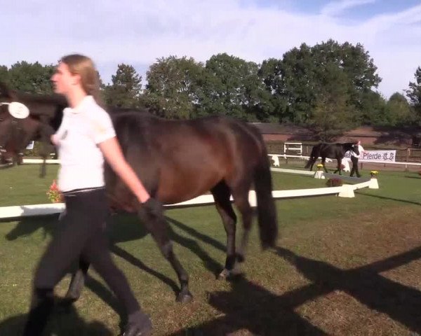 6. Trakehner Landesschau im Zuchtbezirk Westfalen